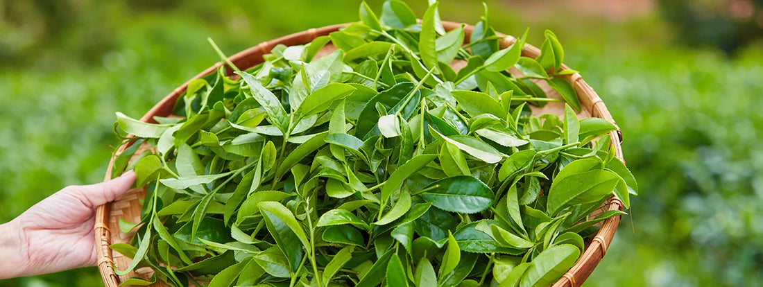 De kracht van L-Theanine: Een natuurlijke booster voor ontspanning en focus