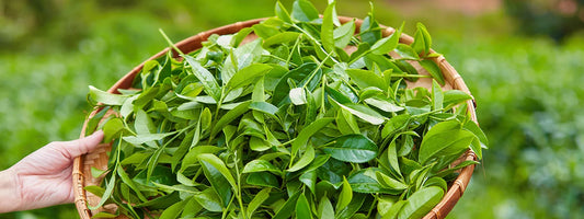 De kracht van L-Theanine: Een natuurlijke booster voor ontspanning en focus